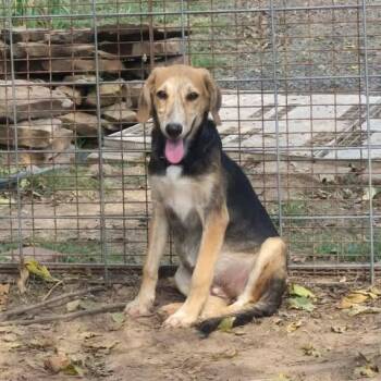 Ginger -  Shepherd and Mixed Breed Dog for Adoption in Dover, Arkansas - Ginger | PetCurious