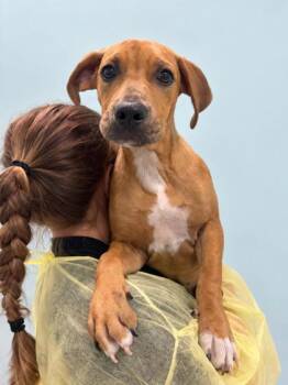 Hollie -  Retriever Dog for Adoption in Gulfport, Mississippi - Hollie | PetCurious