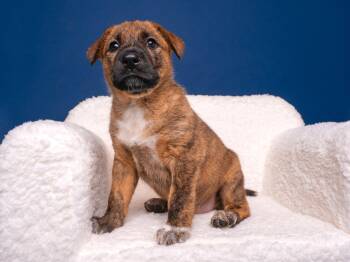 Mastiff and Wirehaired Pointing Griffon Dogs Available for Adoption in Palo Alto, California - Myth: Loch Ness | PetCurious