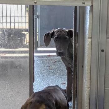 Birthday Candles -  Great Dane and Hound Dog for Adoption in Charlottesville, Virginia - Birthday Candles | PetCurious