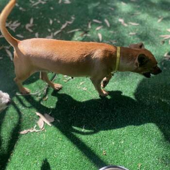 Gabby -  Chihuahua Dog for Adoption in Escondido, California - Gabby | PetCurious