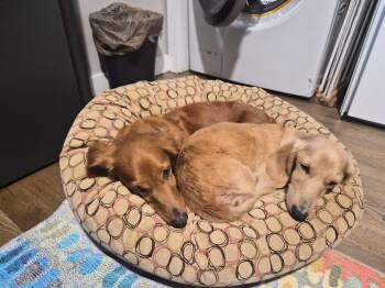 Malcolm (Bonded with Beckett) -  Dachshund Dog for Adoption in Sandy, Utah - Malcolm (Bonded With Beckett) | PetCurious
