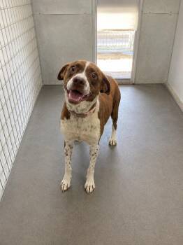 Coco -  Brittany Spaniel Dog for Adoption in Lordsburg, New Mexico - Coco | PetCurious