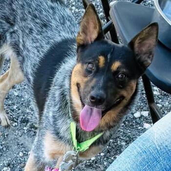 Cattle Dog and Mixed Breed Dogs Available for Adoption - Bluey | PetCurious