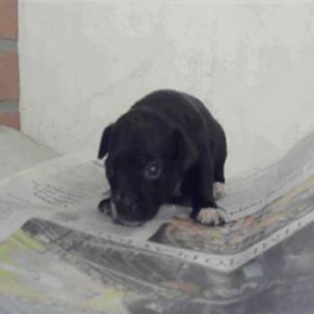 Honey Bun -  Chihuahua Dog for Adoption in Park Row, Texas - Honey Bun | PetCurious