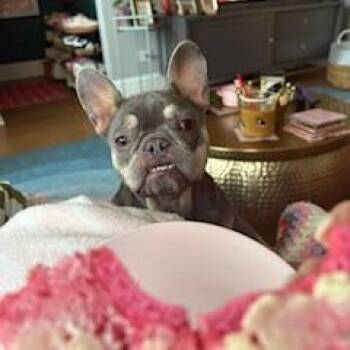 Dulce -  French Bulldog Dog for Adoption in Chicago, Illinois - Dulce | PetCurious