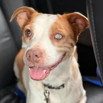 Pollyanna (#351) -  Australian Shepherd and Mixed Breed Dog for Adoption in Twin Lakes, Wisconsin - Pollyanna (#351) | PetCurious