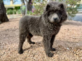 Rescue Chow Chow Dogs for Adoption in Helotes, Texas - Costello | PetCurious
