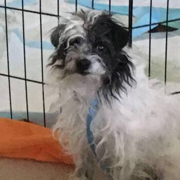 Rescue Maltese Dogs for Adoption in Kempner, Texas - Rolo | PetCurious