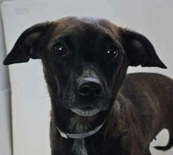 Hazel -  Chiweenie Dog for Adoption in Newport, Tennessee - Hazel | PetCurious