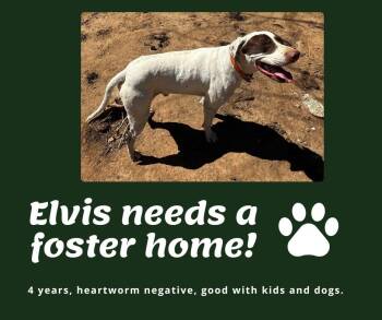 Rescue English Pointer Dogs for Adoption in Bridgeton, New Jersey - Needs Foster Elvis (VA) | PetCurious