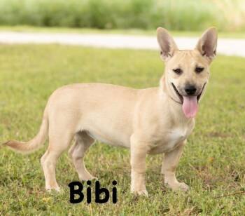 Bibi -  German Shepherd Dog Dog for Adoption in Carrollton, Texas - Bibi | PetCurious