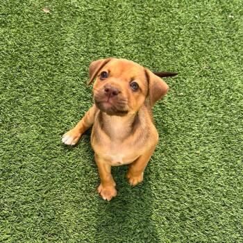 Rescue Mixed Breed Dogs for Adoption in Loxahatchee Groves, Florida - Mary Shaw | PetCurious