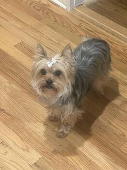 Yorkshire Terrier Dogs Available for Adoption - Lexi | PetCurious