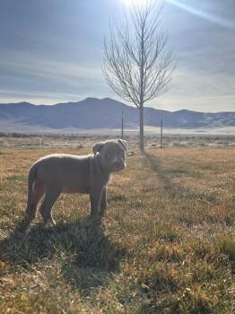 American Staffordshire Terrier and Pit Bull Terrier Dogs Available for Adoption in Carson City, Nevada - Bongo | PetCurious