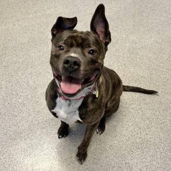 Mixed Breed Dogs Available for Adoption in Lansing, Michigan - Lilah Rayne | PetCurious