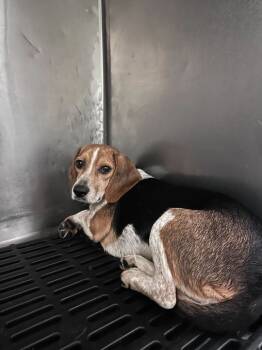 Rescue Beagle Dogs for Adoption in Marietta, Georgia - Marley | PetCurious