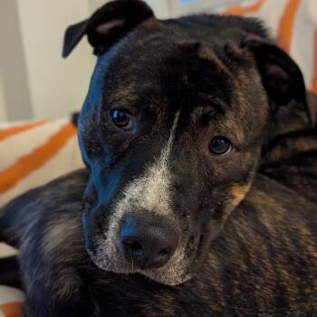 Mixed Breed Dogs Available for Adoption in Mentor, Ohio - Zuko | PetCurious