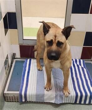 German Shepherd Dog Dogs Available for Adoption in Plano, Texas - Rin A217101 | PetCurious
