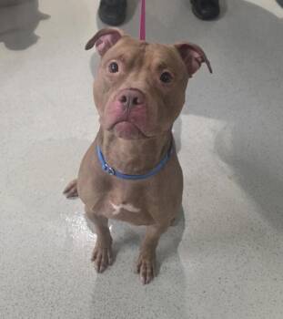 Bernie -  Mixed Breed Dog for Adoption - Bernie | PetCurious