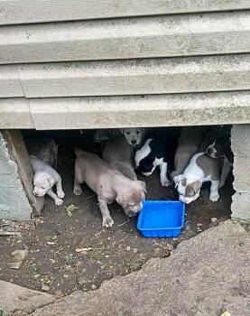 Bronco -  Pit Bull Terrier and Husky Dog for Adoption in Princeton, Massachusetts - Bronco | PetCurious
