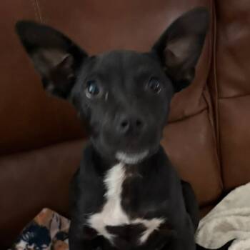 Rescue Husky and Mixed Breed Dogs for Adoption in Shorewood, Illinois - Olive | PetCurious