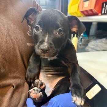 Wizard D&D -  Mixed Breed Dog for Adoption in Savannah, Georgia - Wizard D&D | PetCurious