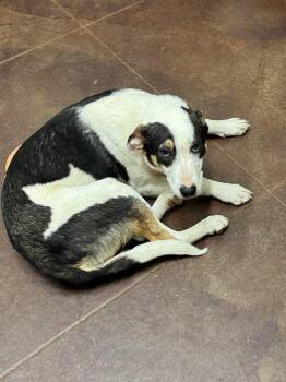 Rescue Cattle Dog Dogs for Adoption in Holly Springs, Mississippi - Trey | PetCurious