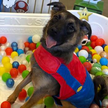 Rescue German Shepherd Dog Dogs for Adoption in Sugar Land, Texas - Jellybean | PetCurious