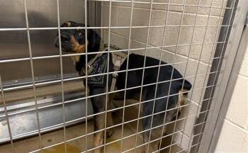 Rottweiler Dogs Available for Adoption in Martinez, California - SPONGEBOB | PetCurious