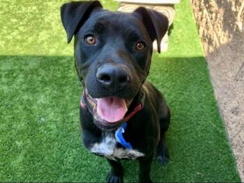SAVE ME PLEASE- AXEL - A551417 -  Pit Bull Terrier Dog for Adoption in San Marcos, California - SAVE ME PLEASE- AXEL - A551417 | PetCurious