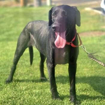 Rescue Black Labrador Retriever and Great Dane Dogs for Adoption in Elk, Washington - Susie Q | PetCurious
