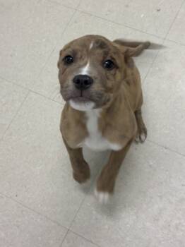 Rescue Mixed Breed Dogs for Adoption in Columbus, Indiana - Suki | PetCurious