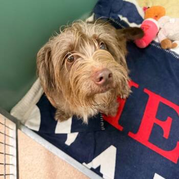 Buddy -  Terrier and Mixed Breed Dog for Adoption in Titusville, Florida - Buddy | PetCurious