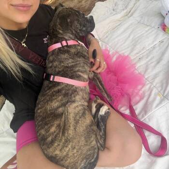 Mixed Breed Dogs Available for Adoption in West Chester, Pennsylvania - Parrisa | PetCurious