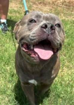 Mable -  American Bully Dog for Adoption in Ashland, Virginia - Mable | PetCurious