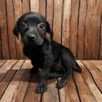 Raven -  Mixed Breed Dog for Adoption in Portsmouth, Ohio - Raven | PetCurious