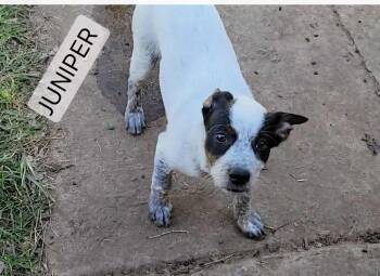 Rescue Jack Russell Terrier and Parson Russell Terrier Dogs for Adoption in Shorewood, Illinois - Juniper | PetCurious