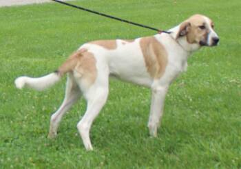 Chip (12203) -  Great Pyrenees Dog for Adoption in Heath, Ohio - Chip (12203) | PetCurious