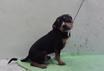 GOOSE -  Staffordshire Bull Terrier and Mixed Breed Dog for Adoption in Houston, Texas - GOOSE | PetCurious