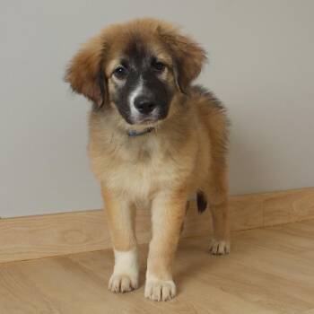 Brodi D69706 -  Pit Bull Terrier and Australian Shepherd Dog for Adoption in Minnetonka, Minnesota - Brodi D69706 | PetCurious