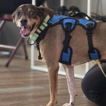 Aubrey -  Mixed Breed Dog for Adoption in Westhampton, New York - Aubrey | PetCurious
