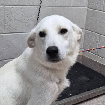 Halo -  Great Pyrenees Dog for Adoption in Ardmore, Oklahoma - Halo | PetCurious