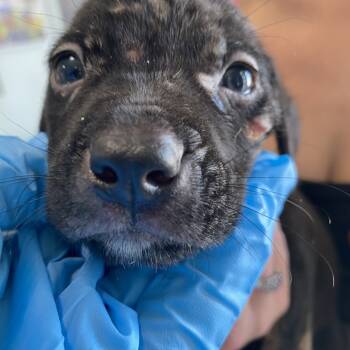 Rescue Hound Dogs for Adoption in Savannah, Georgia - Dillinger | PetCurious