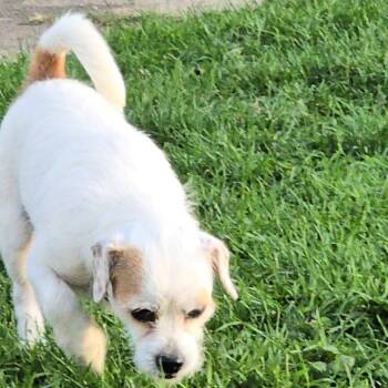 Woody -  Parson Russell Terrier and Jack Russell Terrier Dog for Adoption - Woody | PetCurious