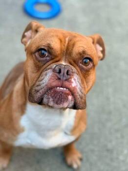 Cruz -  Pit Bull Terrier and Bulldog Dog for Adoption in Chicago, Illinois - Cruz | PetCurious