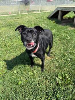 Luna - Sponsored -  Affenpinscher Dog for Adoption in Pierceton, Indiana - Luna - Sponsored | PetCurious