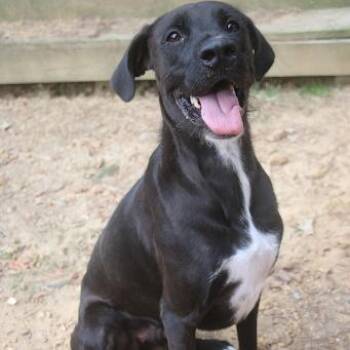 Labrador Retriever and Schnauzer Dogs Available for Adoption in Hattiesburg, Mississippi - Ollie | PetCurious