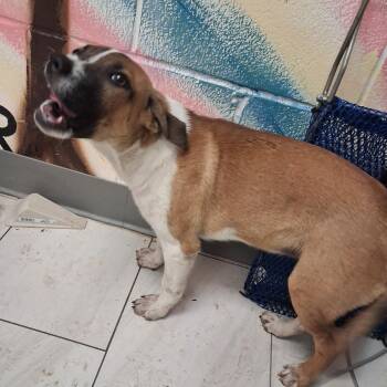 Jellybean -  Mixed Breed Dog for Adoption in Lufkin, Texas - Jellybean | PetCurious