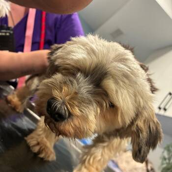 Matty -  Maltese and Yorkshire Terrier Dog for Adoption in Northbrook, Illinois - Matty | PetCurious